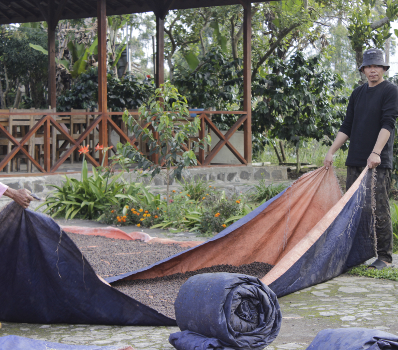 PEMBUDIDAYA KOPI